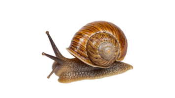 Snail slowly crawling on a smooth surface png