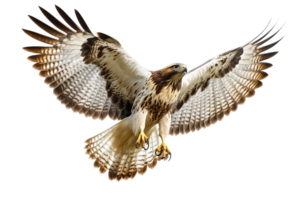 Hawk soaring majestically in the sky png