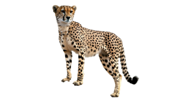 Cheetah stands confidently in open space png