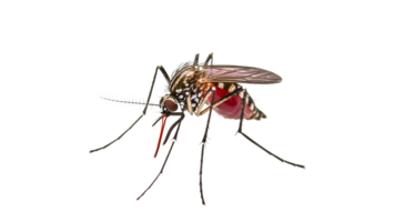 Detailed view of an insect on a white background png