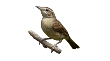 Bird perched on a branch in natural setting png