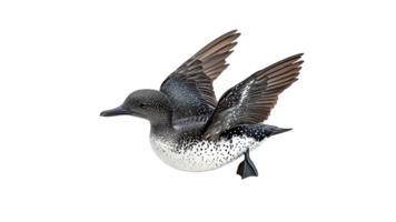 Duck in flight showcasing its distinctive feathers png
