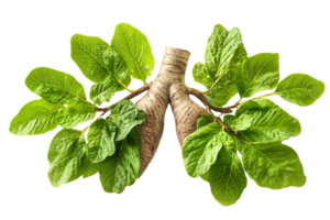 Plant resembling human lungs in bright setting png