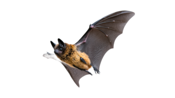 Bats in flight showcasing wings and fur patterns png