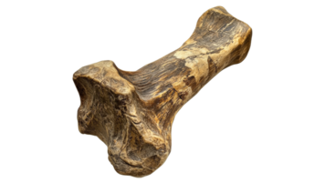 Large fossil bone found in remote area png