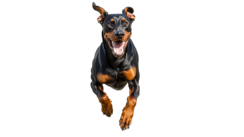 Doberman dog joyfully running in open space png