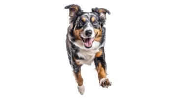 Happy dog running with joy in bright setting png