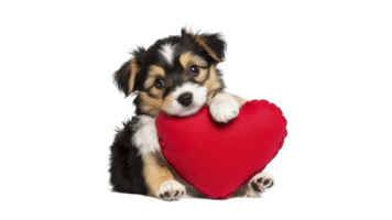Cute puppy with red heart toy in studio setting png