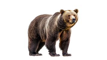 Grizzly bear standing in natural pose and light png