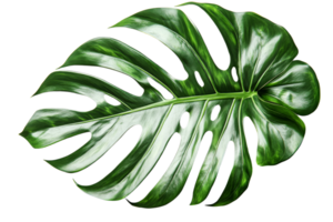 Intricate patterns on a large monstera leaf png