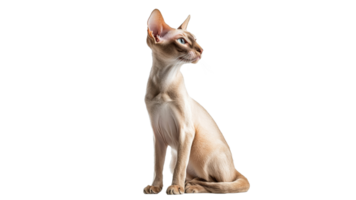Elegant cat posed on a clean background png