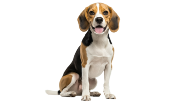 Beagle sits proudly with a joyful expression png