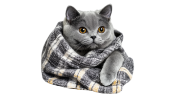Gray cat wrapped in a cozy blanket during winter png