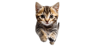 Cute kitten running toward the camera with energy png