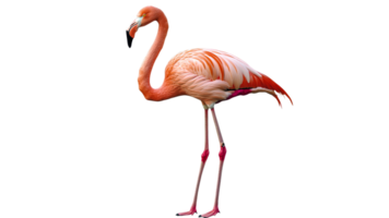 Graceful pink flamingo in bright scene png