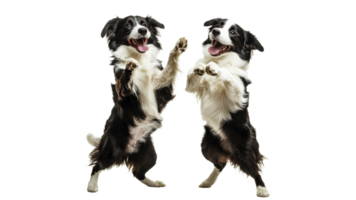 Two playful dogs dancing in joyful celebration png