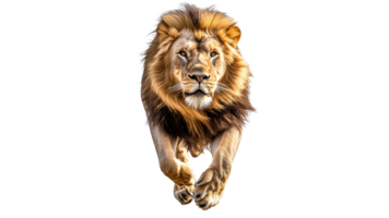 Lion runs with power and grace in open space png