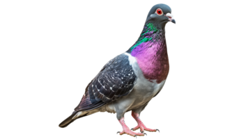 Pigeon with vibrant plumage standing on ground png