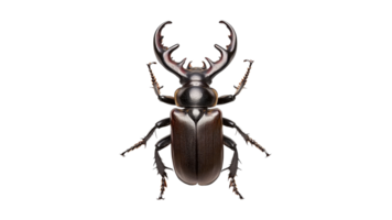 Stag beetle close up on white background png