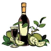 Walnut liqueur in color engraving technique. Unripe walnut seeds whole and halves and leaves. Bottle of Italian liqueur Nocino, glass with aperitif and green walnuts. Linear ink sketch. vector