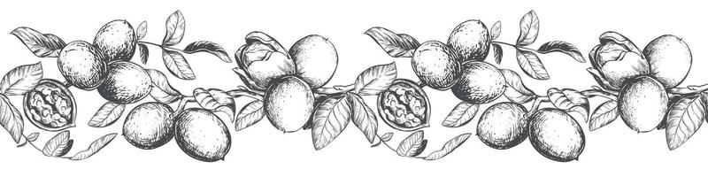 Horizontal pattern of walnut branches. border with kernels, leaves and nut skin. Illustration in engraving style. Design for pasta, nut paste or liqueur. Hand drawn ink sketch. vector