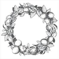 Round frame of hand drawn walnuts. illustration in engraving technique. Design for nut paste, oil, liqueur Nocino. Walnuts in the skin and peeled kernels, leaves are collected in a wreath. vector