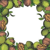 Square frame of walnuts with space for text. illustration in color engraving technique. Walnuts whole and peeled kernels, leaves on white background. Design for nut paste, oil, liqueur. vector