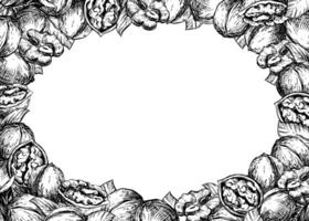 Rectangular horizontal frame made of walnuts with space for text. sketch of nut paste, liqueur, oil. Walnuts whole and peeled kernels, leaves on white background. Linear ink drawing. vector