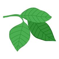 A pair of lush green leaves perfect for enhancing decor and crafting natural-themed projects, Vibrant green leaves for natural decor. vector