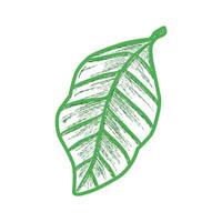 Hand-drawn green leaf illustration, detailed sketch of a green leaf, perfect for nature-themed designs and eco-friendly projects. vector