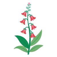 A red foxglove flower on a white background vector