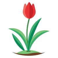 A red tulip with green leaves on a white background vector