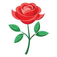 A red rose with green leaves on a white background vector