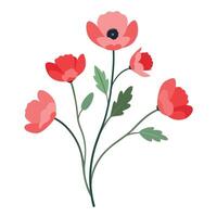 illustration of red poppies on white background vector