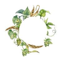 Hop cones, leaves and wheat ear in circle frame by watercolor isolated. Plant of humulus and rye on frame hand drawn painted. Hops and cereals in botanical sketch for label, nature product, package vector
