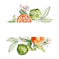 Half bergamot and orange fruits watercolor illustration isolated. Whole citrus and jasmine in frame. Hand drawn assorted fruits and branches in botanical sketch for summer floral invitation, package. vector
