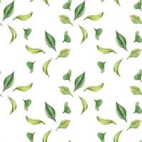 Green leaves watercolor seamless pattern isolated on white. Tea leaf botanical art hand drawn by pattern background. Textured foliage print painted. Greenery petals design endless wallpaper, textile vector