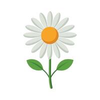 A daisy with yellow center on a white background vector