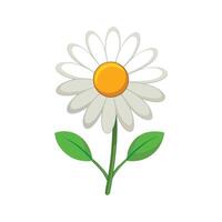 A daisy with yellow center on a white background vector