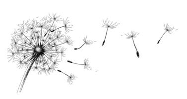 The sketch of field dandelion. vector
