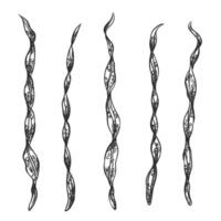 illustration sea and ocean seaweed plant. Isolated object on a white background. Tropical underwater element of natural bottom world. Hand drawn textured sketch on isolated background vector