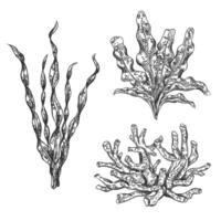 illustration of sea and ocean seaweed plant and coral. Isolated object on a white background. Tropical underwater element, natural bottom world. Hand drawn textured sketch, isolated background vector