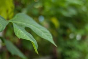 Close-Up of a Green Leaf with Soft Blurred Background photo
