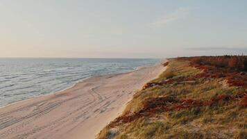Panoramic view of the sandy beach near the autumn forest with dry red vegetation. Sea waves wash the shore. from a drone on a summer day. video