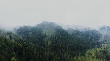 Aerial drone footage of a hilly valley overgrown with dense spruce forest with a curtain of white clouds over it. of a summer day video