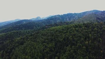 Vertical panning from a drone, a view of a mountain valley overgrown with a dense spruce forest. Mountain peaks, mountainous area from a bird's eye view video