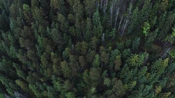 Top view of a dense spruce forest, footage from a drone on a summer day. Spruce peaks, top view video