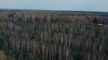 Drone vertical panning, mixed autumn forest view, part of the trees without leaves and part still green, tree peaks, aerial view video