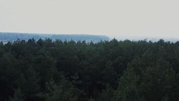Panoramic shooting from a drone, a view of the tops of fir trees. Dense park or forest seen from a bird's eye view on a clear day video