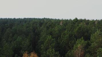 Tops of trees of a coniferous green forest with rare birch trees without foliage, filming on an autumn day from a drone video